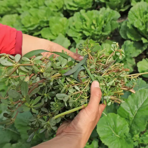Portulaka pospolita