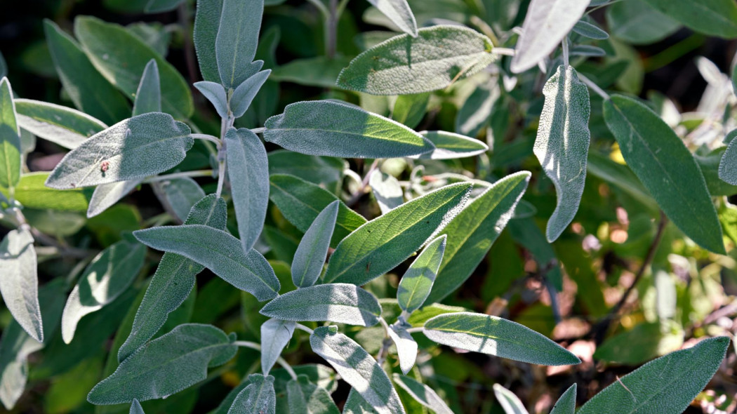 Szałwia lekarska Salvia officinalis sage, fot. rasa-kasparaviciene - Unsplash