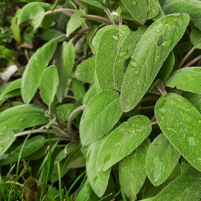 Szałwia lekarska Salvia officinalis sage, fot. Markéta Machová - Pixabay