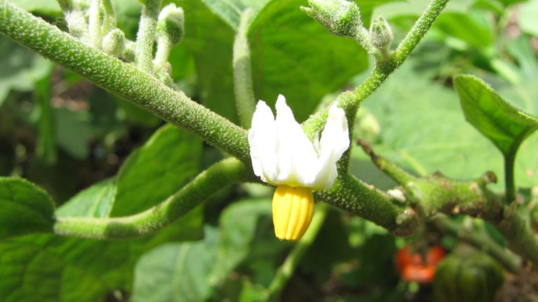 Bakłażan etiopski gilo Solanum aethiopicum kwiat, fot. Starr Environmental (CC BY 2.0) - Flickr