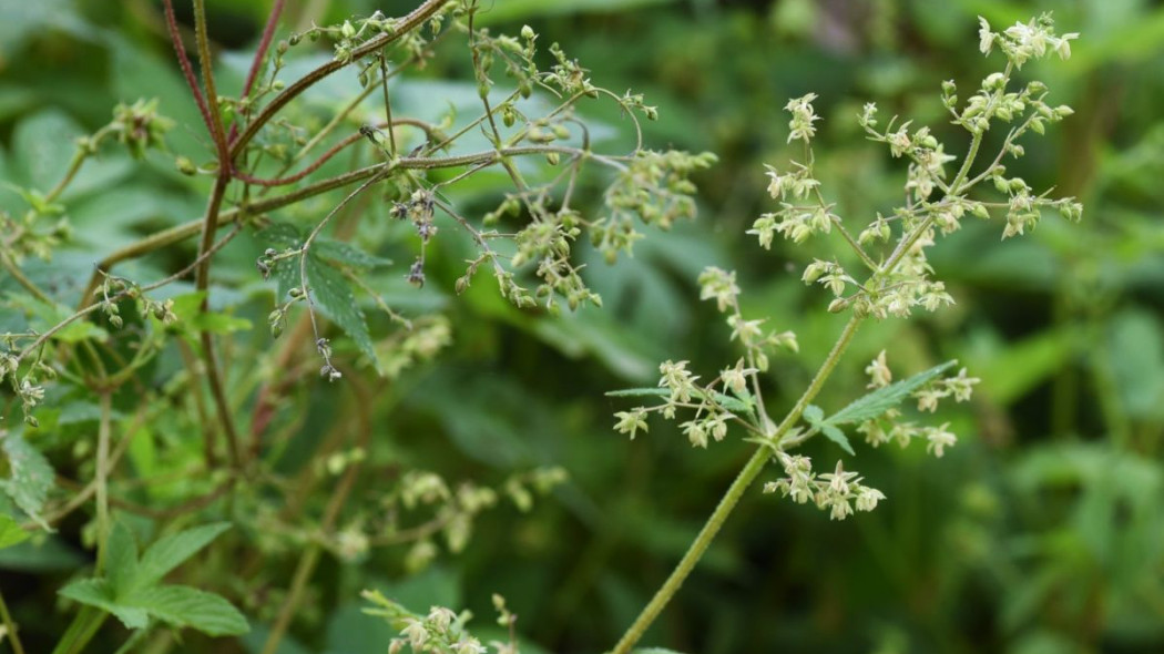 Chmiel japoński Humulus japonicus kwiaty męskie, fot. YK1500 - Depositphotos