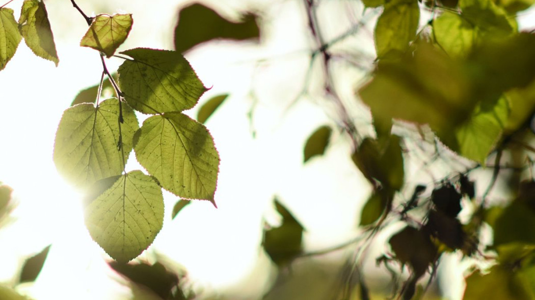 Gałązki i liście lipy, fot. Dmitr Bukhantsov - Unsplash