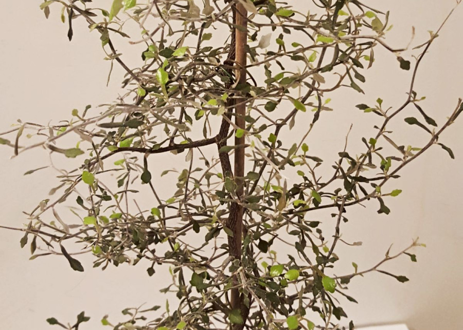 Corokia cotoneaster, fot. Honymand (CC BY-SA 4.0) - Wikimedia Commons