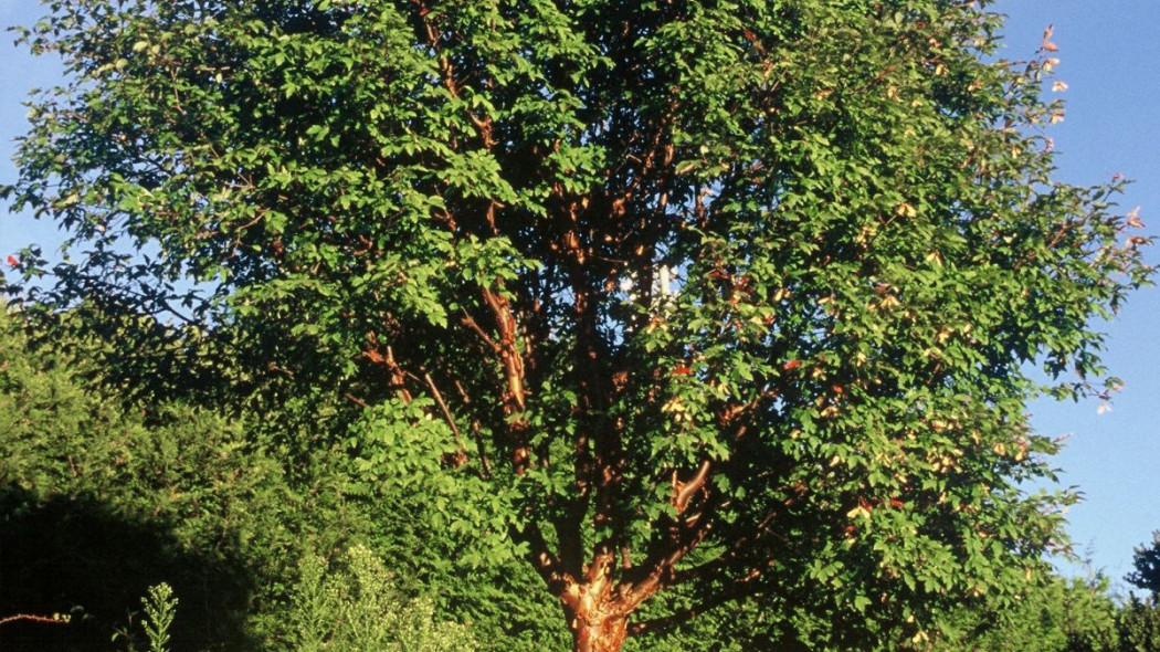 Klon strzępiastokory Acer griseum, fot. iVerde