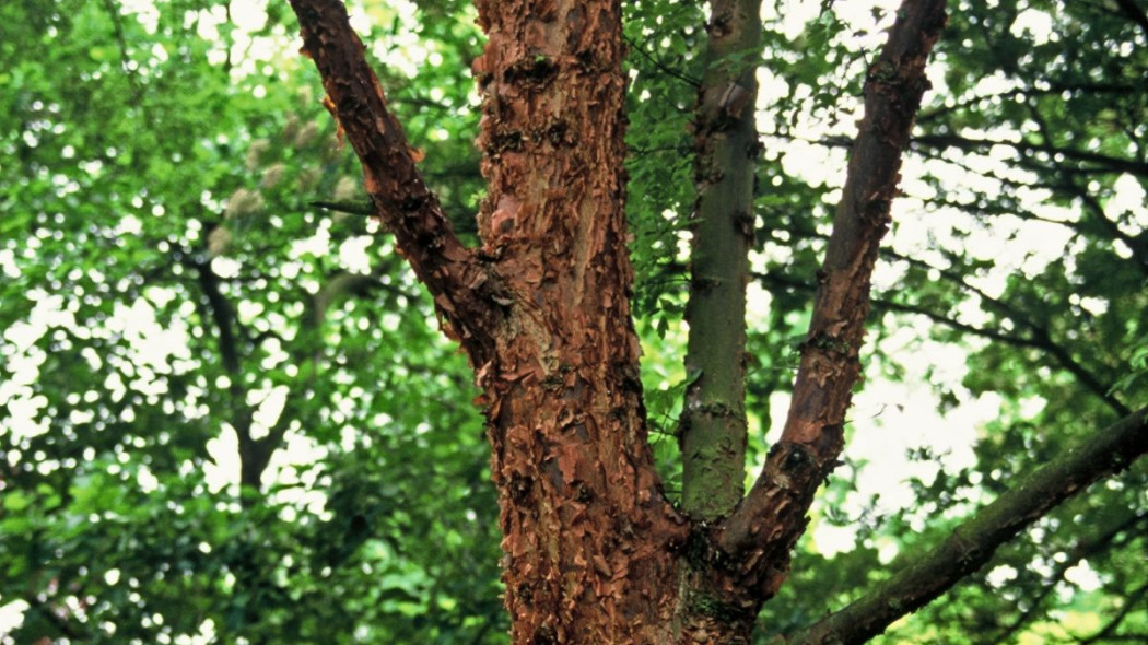 Klon strzępiastokory Acer griseum, fot. iVerde