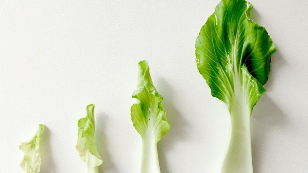 Kapusta chińska pak choi rozwój, fot. Henry Co - Unsplash