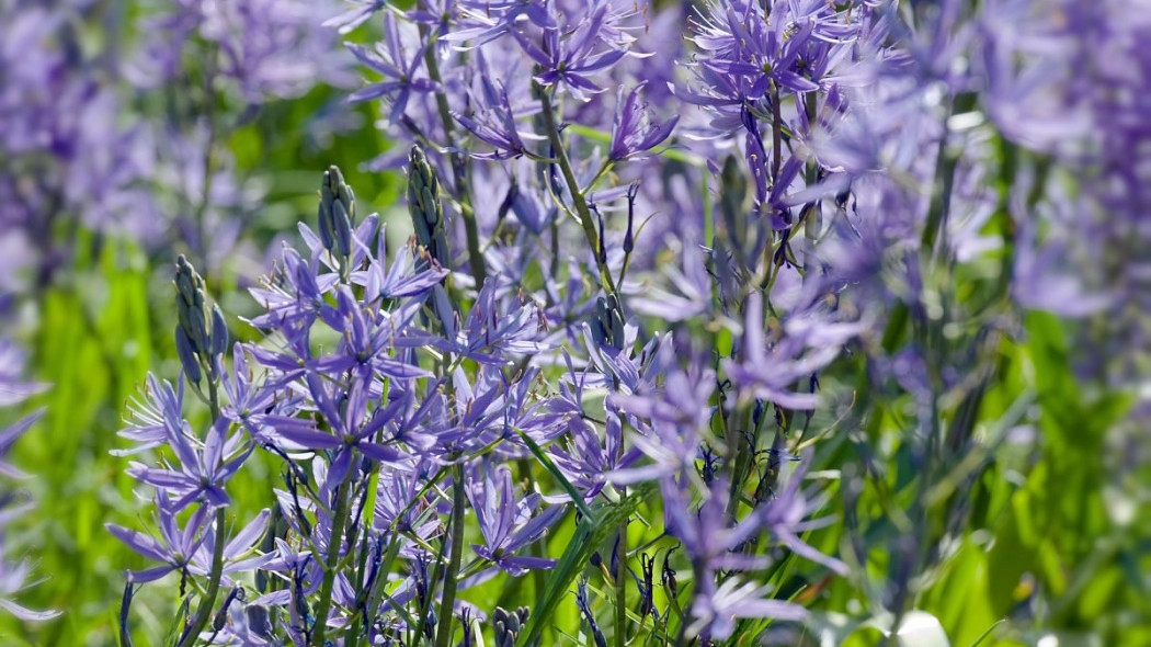 Kamasja Leichtlina Camassia leichtlinii, fot. iBulb