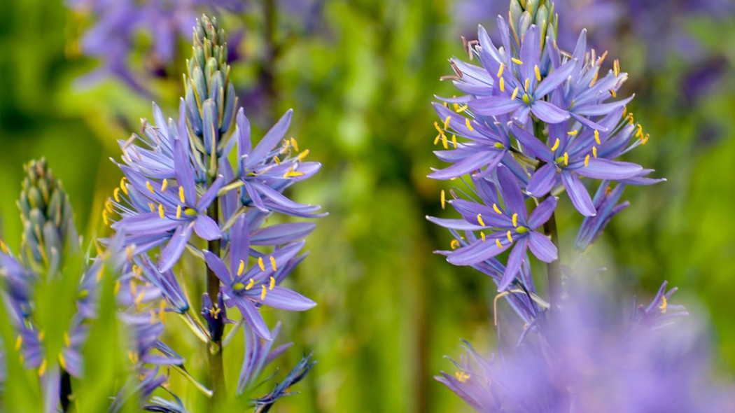 Kamasia Camassia, fot. iBulb