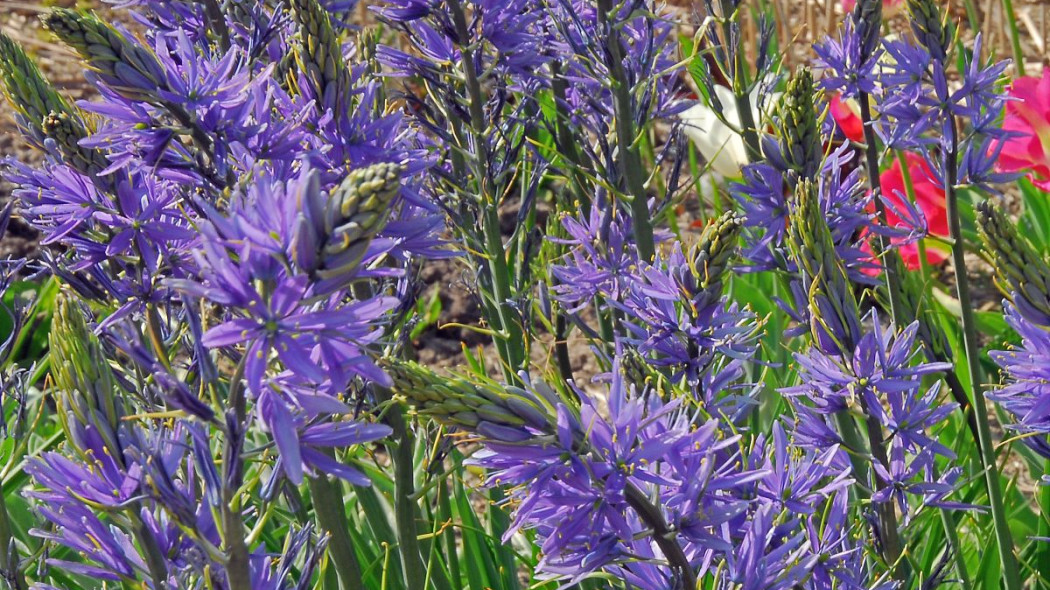 Kamasia Camassia leichtlinii Caerulea, fot. iBulb