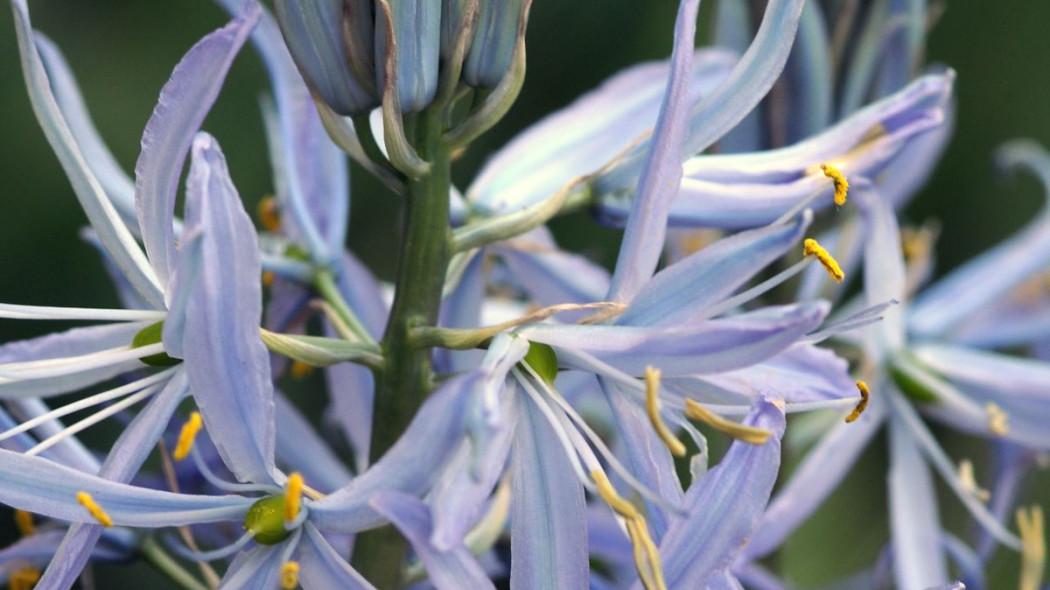 Kamasja Kusika Camassia cusickii, fot. iBulb