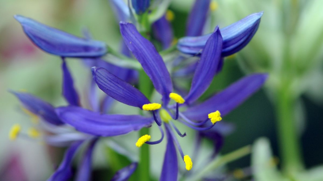 Kamasja Leichtlina leichtlinii Camassia Quamash, fot. iBulb