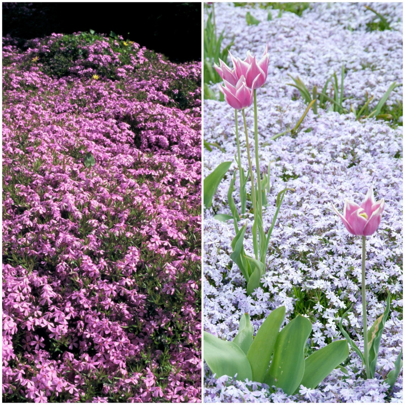 Top 9 roślin do małego ogrodu - floks szydlasty