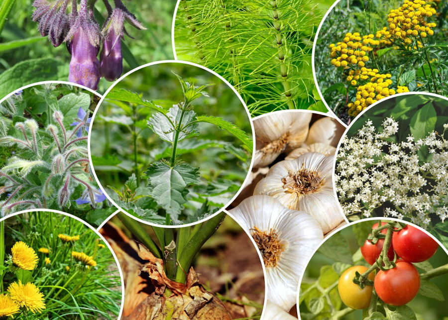 10 roślin na gnojówki roślinne, fot. Pixabay, Unsplash