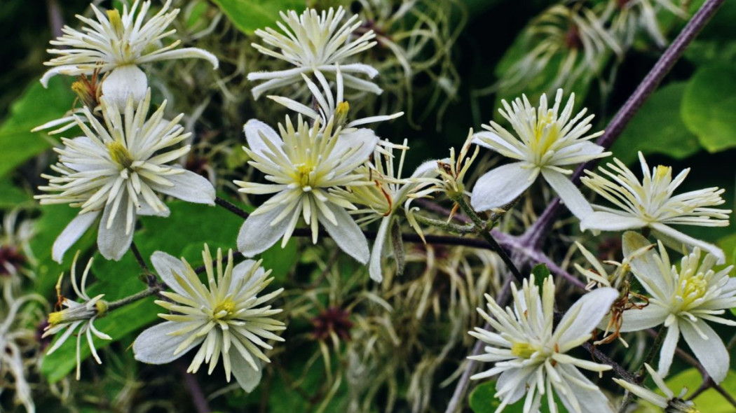 Powojnik pnący Clematis Vitalba, fot. weha - Depositphotos