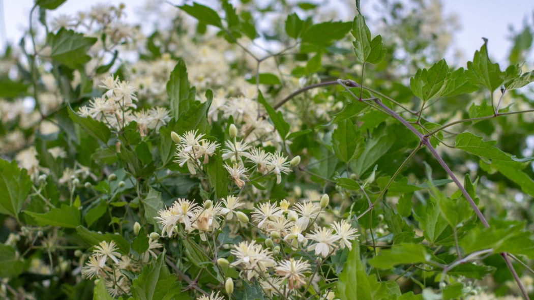 Powojnik pnący Clematis Vitalba, fot. stefans42@yahoo.co.uk - Depositphotos