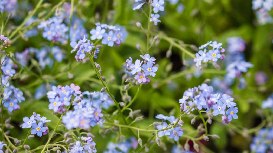 Niezapominajka błotna Myosotis scorpioides palustris, fot. 0635925410 - Depositphotos