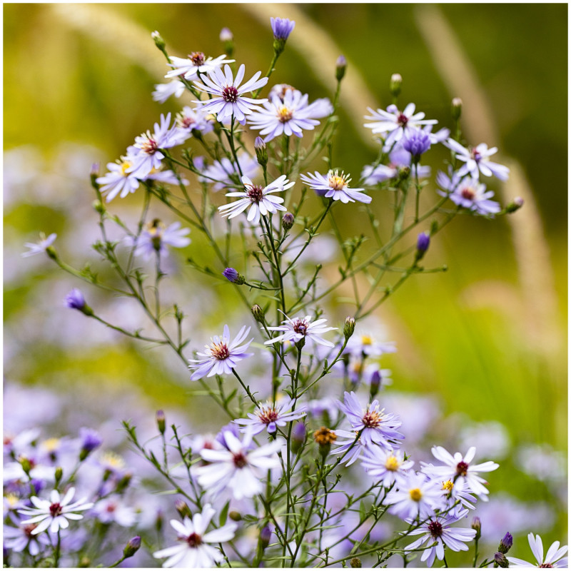 jesienne stokrotki - aster sercolistny Little Carlow