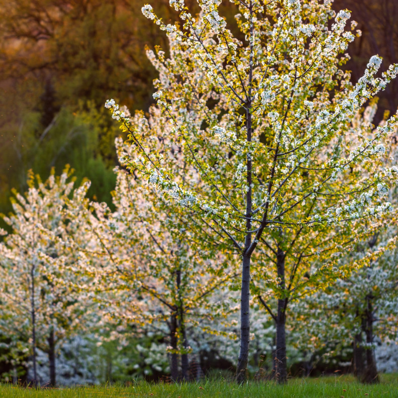 jesienne barwy  Arboretum Wojsławice