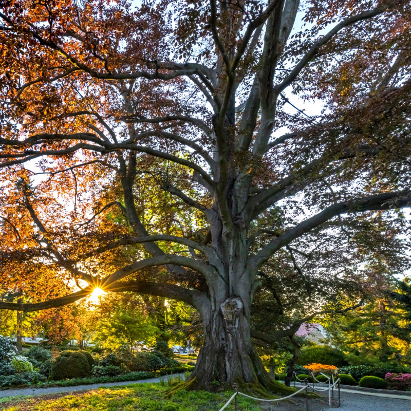 jesienne barwy Arboretum  Wojsławice - buk