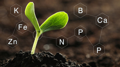 Nawozy mikroelementowe – czym są i jak stosować?