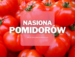 Nasiona pomidorów | Jakie wybrać i gdzie kupić?