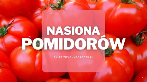Nasiona pomidorów | Jakie wybrać i gdzie kupić?