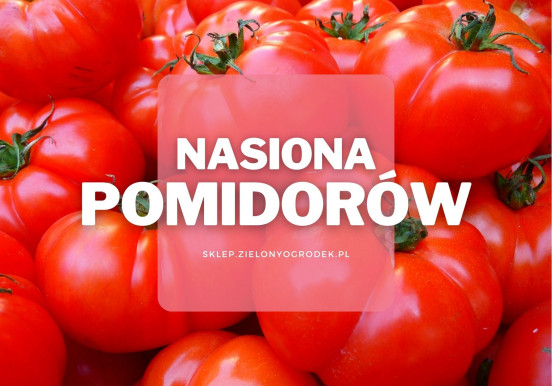 Nasiona pomidorów | Jakie wybrać i gdzie kupić?