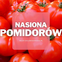 Nasiona pomidorów | Jakie wybrać i gdzie kupić?