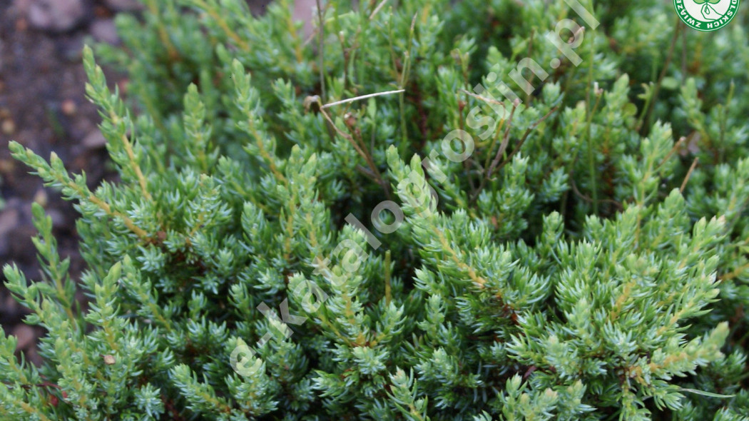 jałowiec pospolity Juniperus communis Anna Maria Fot. Grzegorz Falkowski