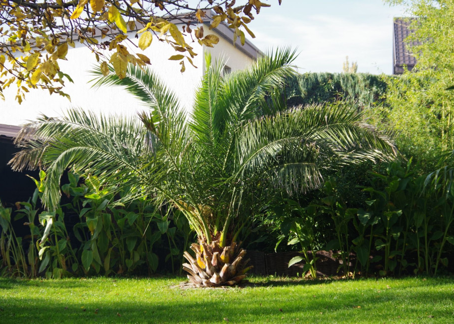 Uprawa palm w ogrodzie w Polsce