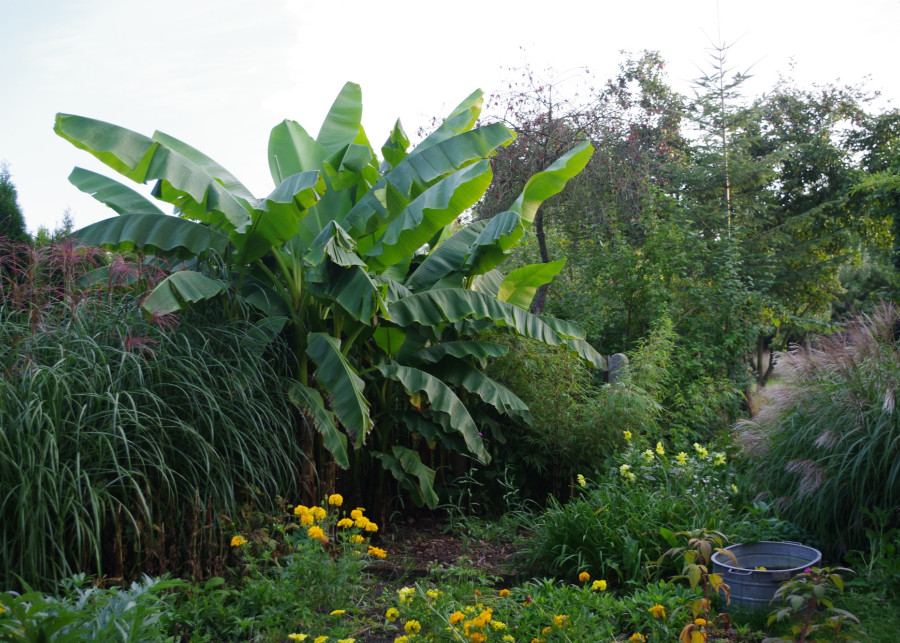 Uprawa bananów w ogrodzie w Polsce