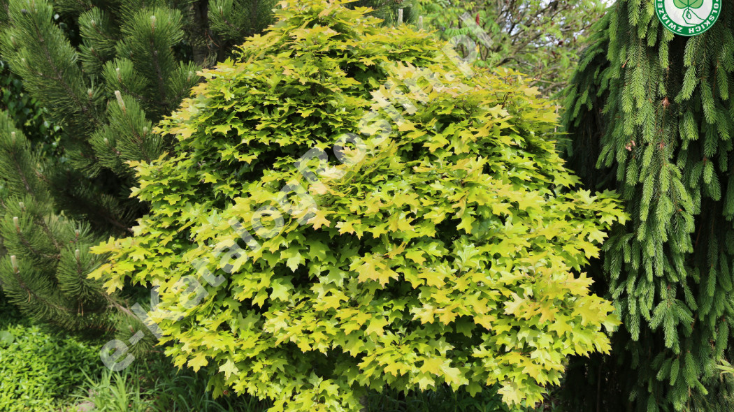 dąb błotny Quercus palustris 'Green Dwarf' fot. Grzegorz Falkowski ZSzP