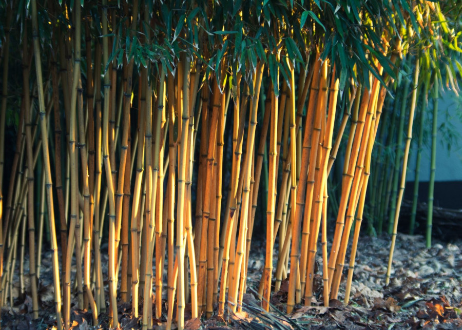 Uprawa bambusów w ogrodzie w Polsce