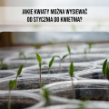 Które rośliny ozdobne wysiewamy jako pierwsze?