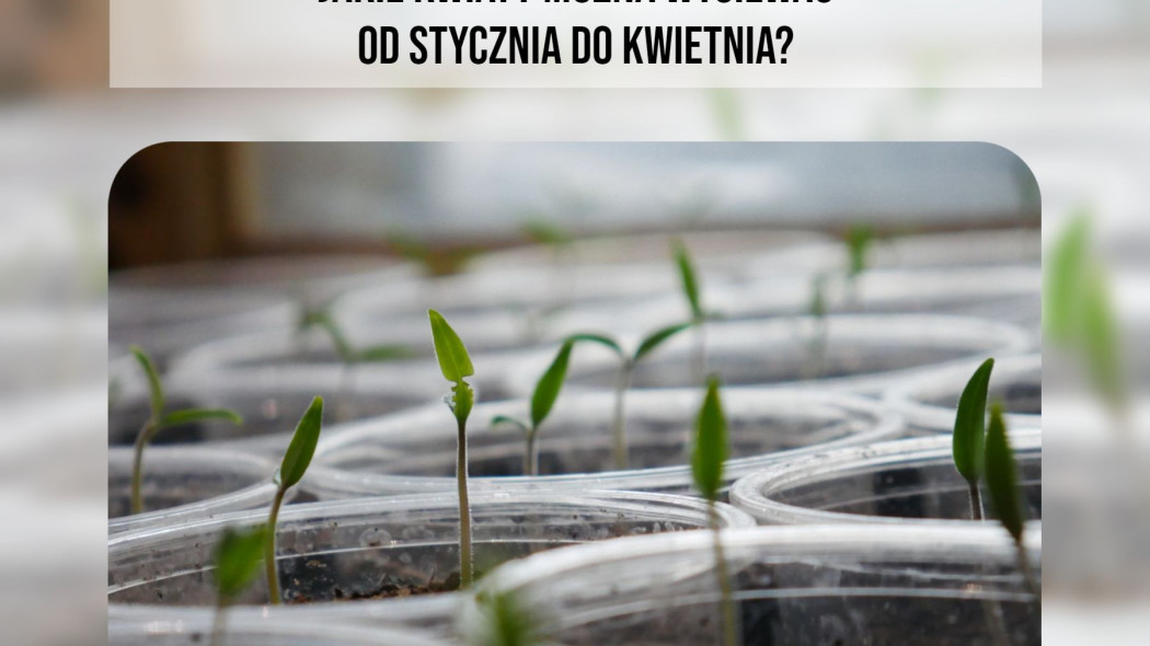 Jednoroczne rośliny ozdobne wysiewane od stycznia do kwietnia, fot. Julian Pana - Unsplash