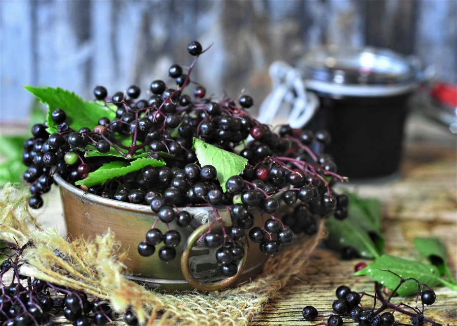 owoce bzu czarnego fot. RitaE - Pixabay