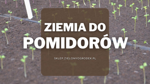 Ziemia do pomidorów | Jaką wybrać i gdzie kupić? 