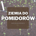 Ziemia do pomidorów | Jaką wybrać i gdzie kupić? 