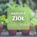 Nasiona ziół | Jakie wybrać i gdzie kupić?