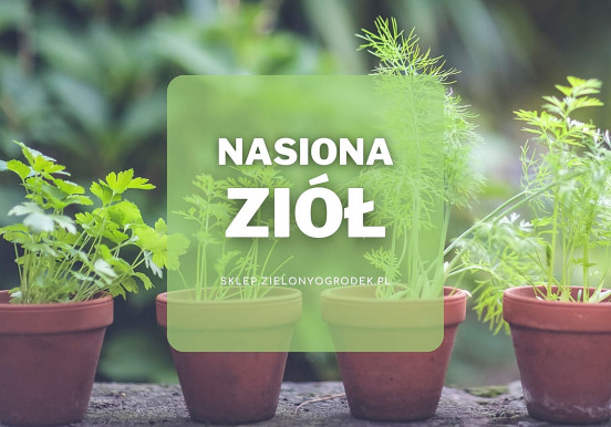 Nasiona ziół | Jakie wybrać i gdzie kupić?