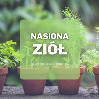 Nasiona ziół | Jakie wybrać i gdzie kupić?