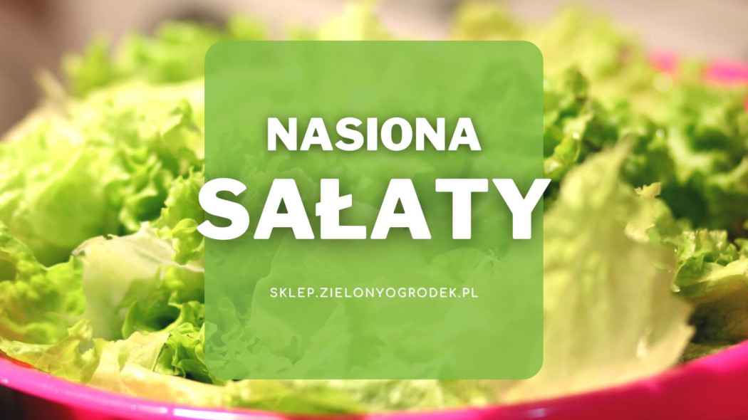 Nasiona sałaty Sklep Zielony Ogrodek pl