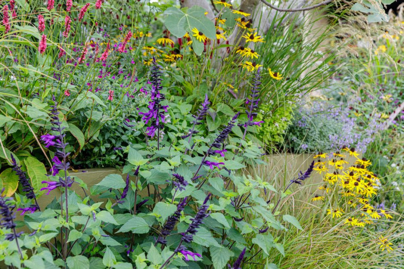 The Parsley Box Garden | Chelsea Flower Show 2021