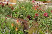 Finding Our Way: An NHS Tribute Garden | Chelsea Flower Show 2021