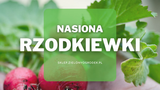 Nasiona rzodkiewki | Jakie wybrać i gdzie kupić?