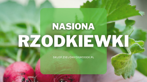 Nasiona rzodkiewki | Jakie wybrać i gdzie kupić?