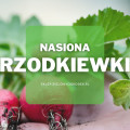 Nasiona rzodkiewki | Jakie wybrać i gdzie kupić?