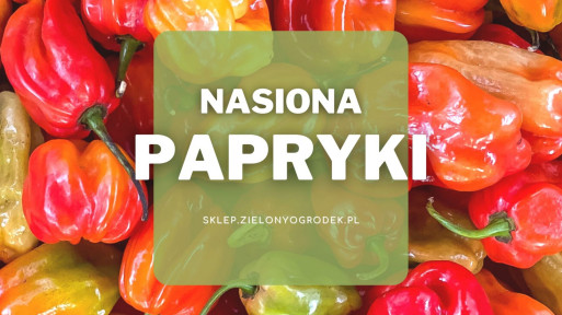 Nasiona papryki | Jakie wybrać i gdzie kupić?