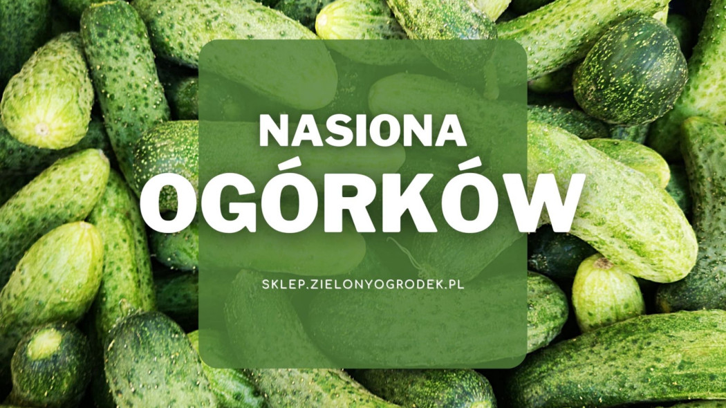 Nasiona ogórków Jakie wybrać i gdzie kupić