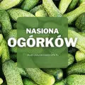 Nasiona ogórków | Jakie wybrać i gdzie kupić?